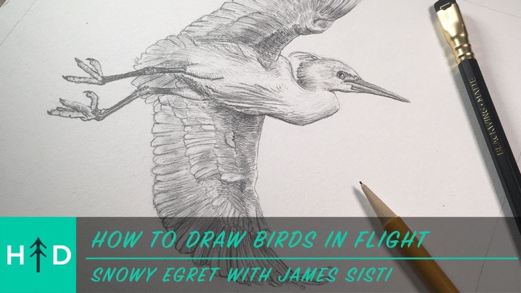 how to draw a bird in flight
