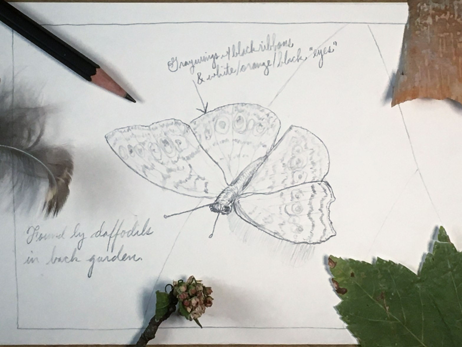 how to draw a butterfly - step 5