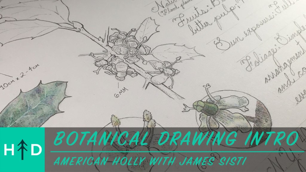 botanical drawing american holly