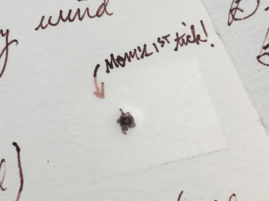 journaling in nature 5